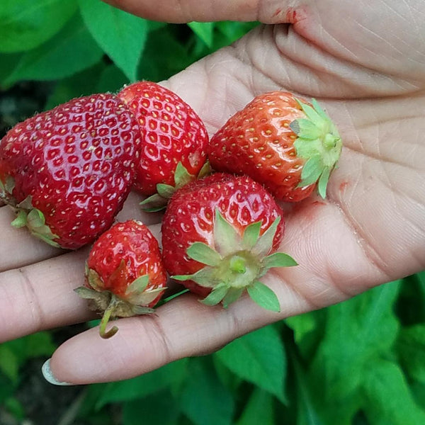 Aeternal Strawberries