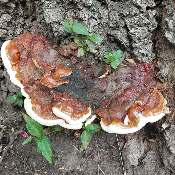 Aeternal Mushrooms